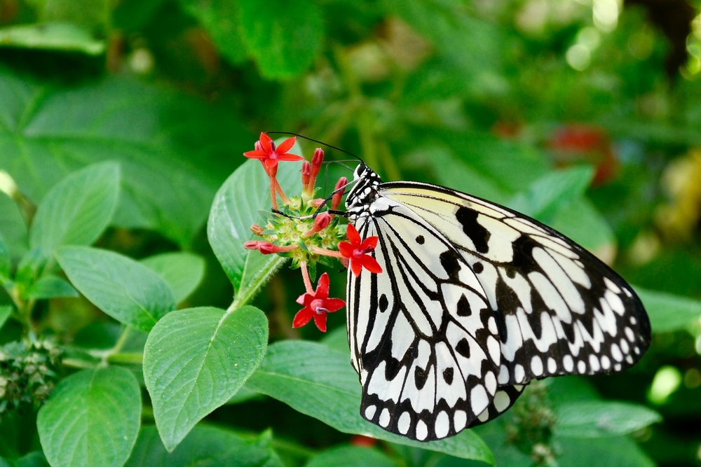 A black and white butterfly on a red flower.
