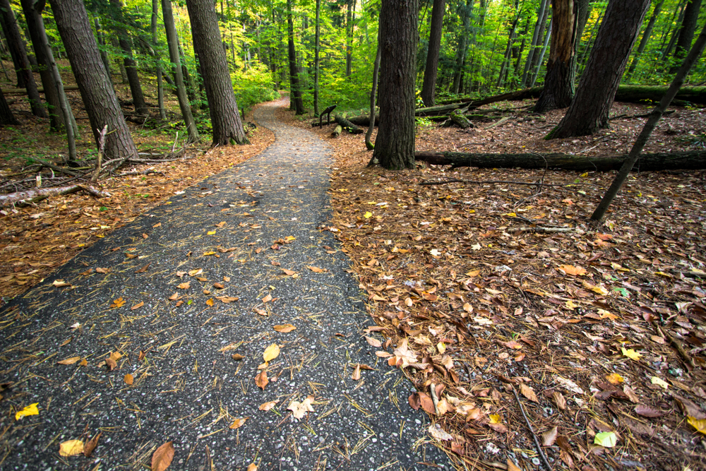 A paved trail covered with leaves going through Hartwick Pines State Park.