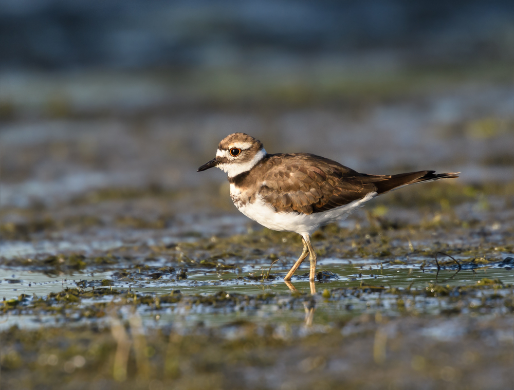 A killdeer bird walking along the muddy shore of North Bass Island.