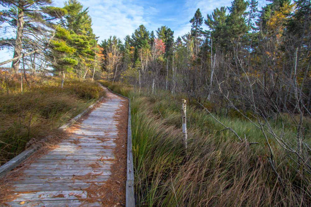 A boardwalk going through a forest on a hike in Michigan.