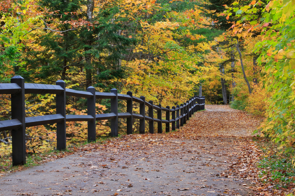 A leaf covered path during fall at Tahquamenon Falls State Park, a beautiful place for hiking in Michigan.