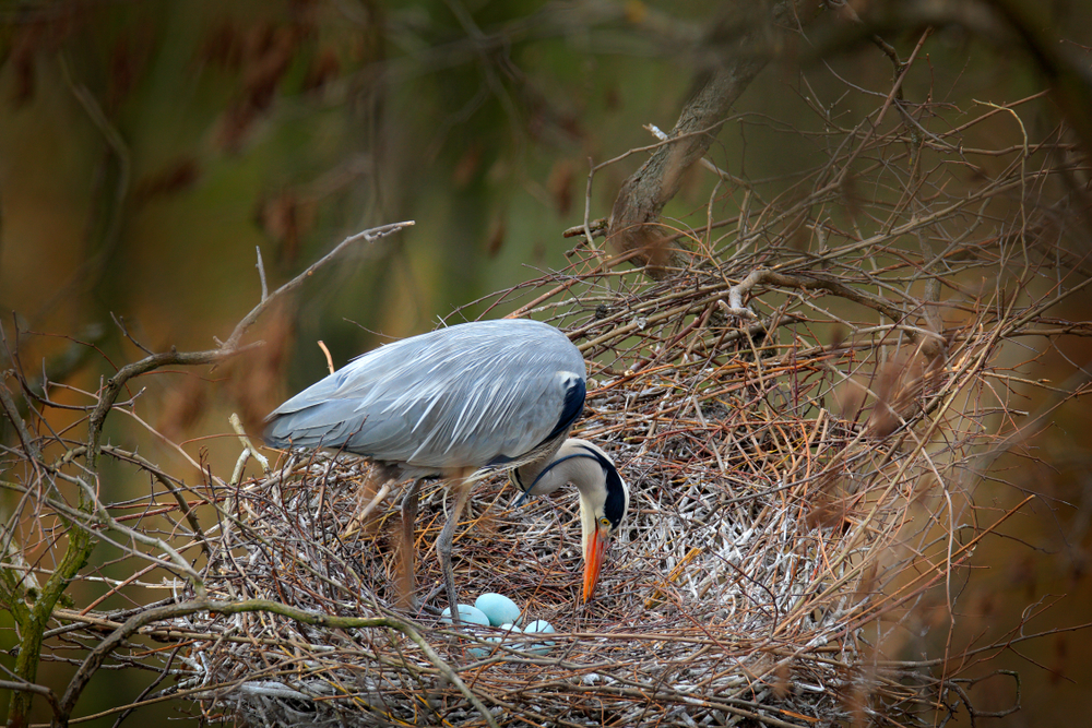 A heron standing in a big nest with blue eggs on West Sister Island, one of the most natural islands in Ohio.