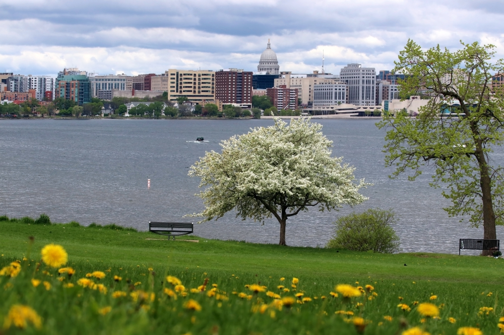 View of downtown Madison across a lake with grass and cherry tree in the foreground