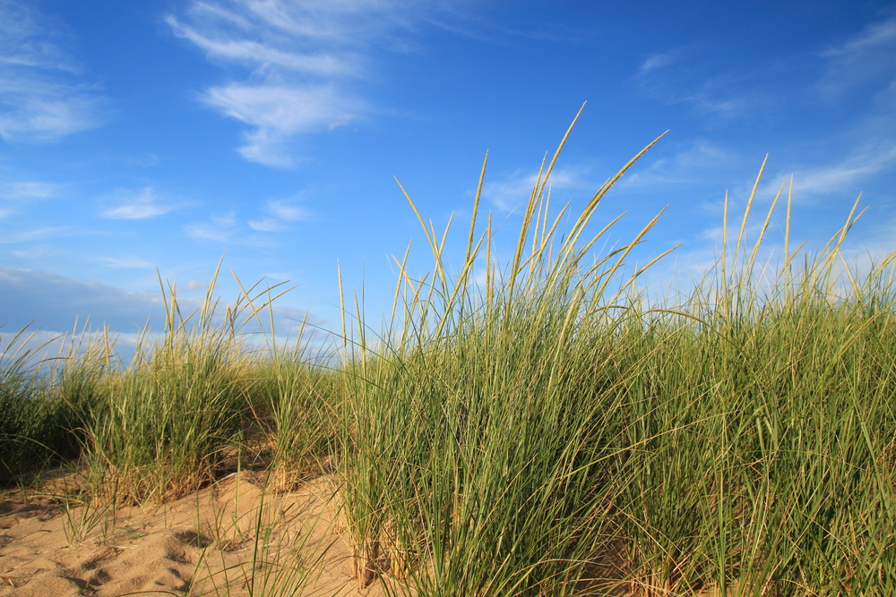 A close up view of sandy dunes with tall green grass growing out of them. You can also see a very blue sky with a few clouds. Located in the state parks in Michigan.