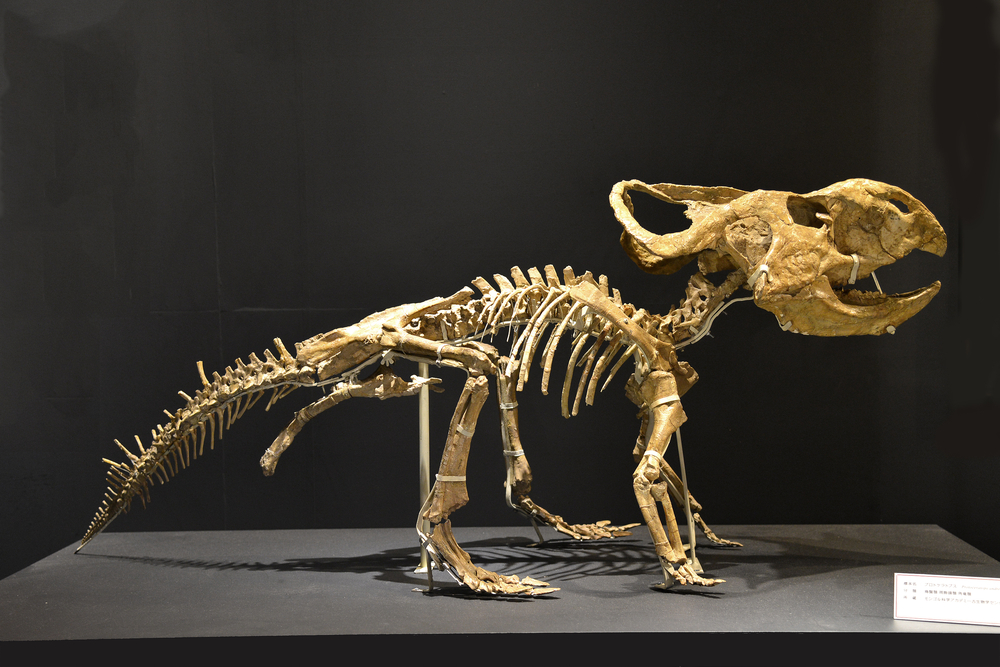 A dinosaur skeleton on a black pedestal with a black background. It is a small skeleton.