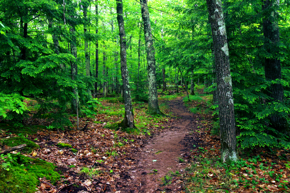 The Escarpment Trail twisting through a green forest.