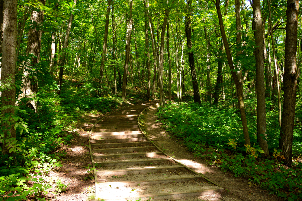 Wooden steps through a forest with light shining in from above.  The Scuppernong Trail is great hiking in Wisconsin 