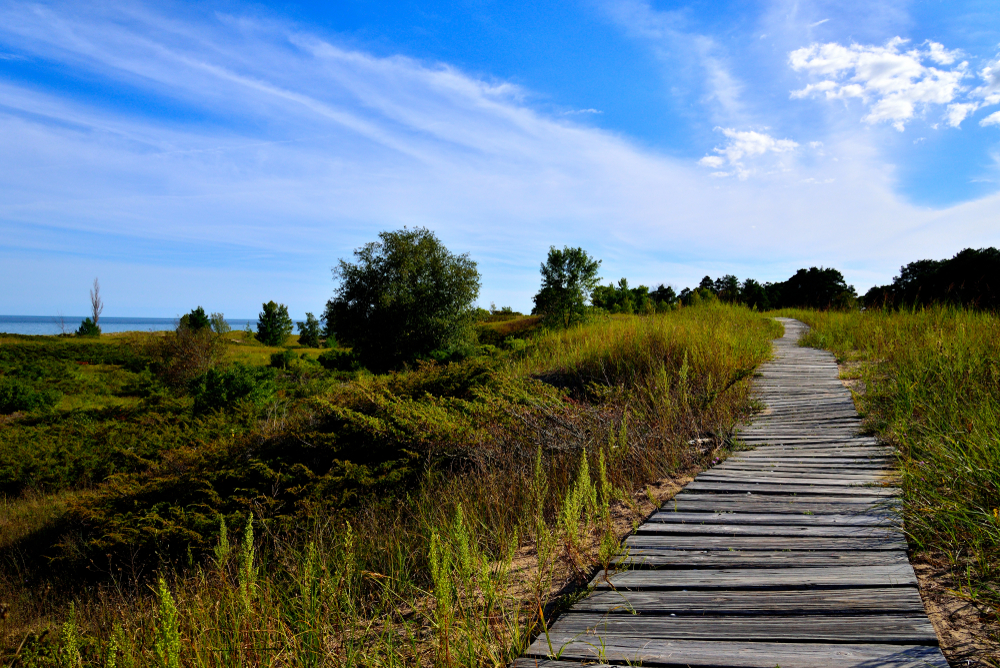 Wooden broadwalk going through long grass with a view of water in the background.  