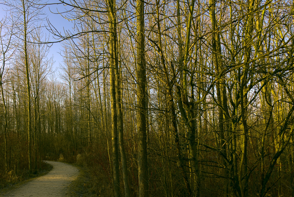 Trail leading through the forest with bare trees either side. 