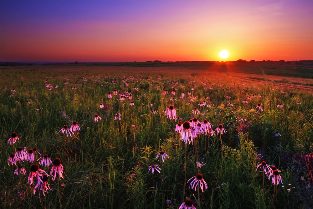 Miles of Kansas prairie with purple coneflowers. The sun is setting so the sky is red, orange, and purple. It's one of the best places to visit in the Midwest. 