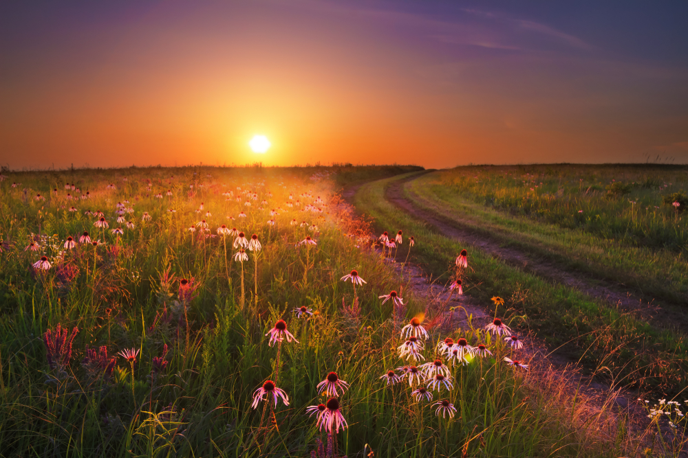A trail in a prairie at sunset. The prairie is full of purple coneflowers. 