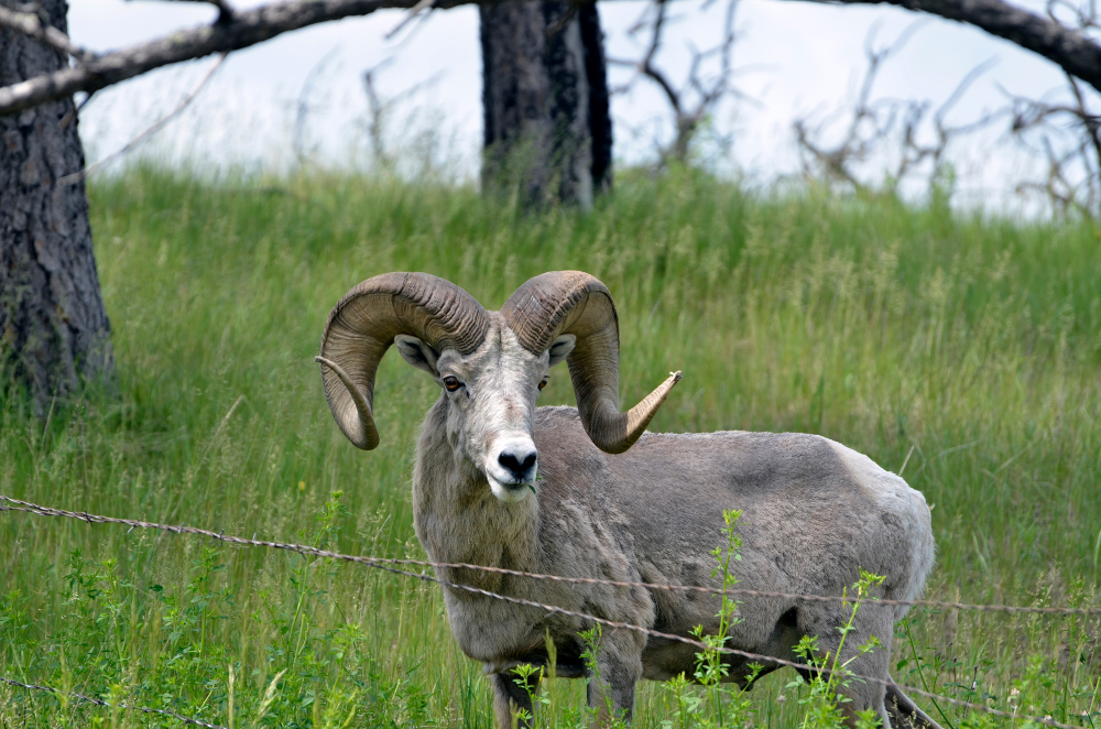 bighorn sheep in wilderness