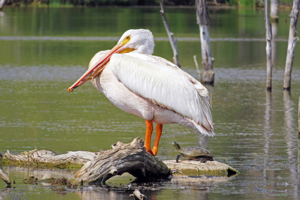 A white pelican standing on a log next to a turtle on a rock in water.