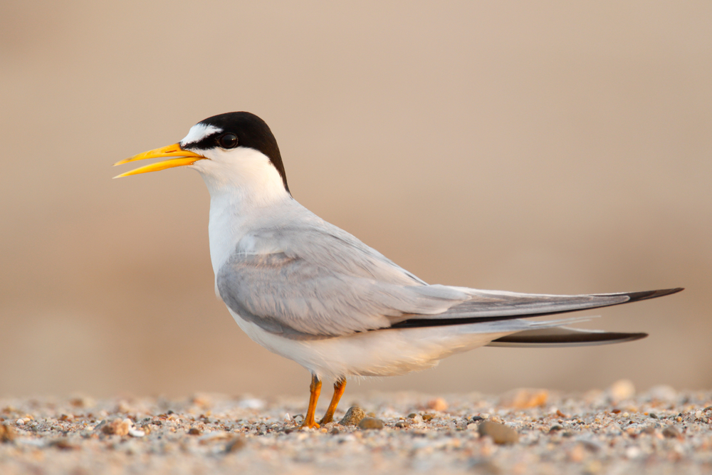 An interior least tern standing on sand with a blurred background.