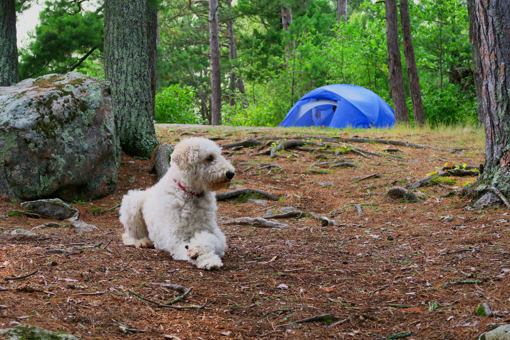 A white fluffy dog laying on the ground in the woods. Behind the dog you can see a blue tent near trees. 
