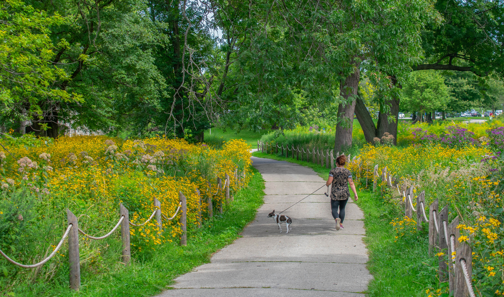 A person walking their dog on a paved trail in Chicago. On either side of the trail there are fields full of wildflowers and trees. One of the best places for hiking in Illinois.