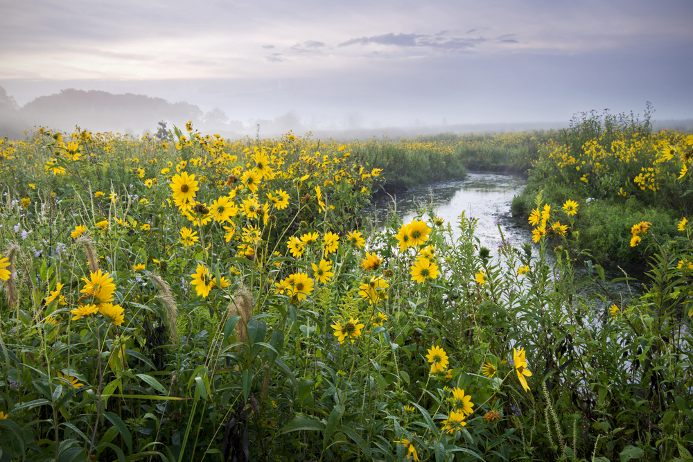 A prairie full of yellow and purple wildflowers with a stream running through it. One of the coolest places to go hiking in Illinois. 