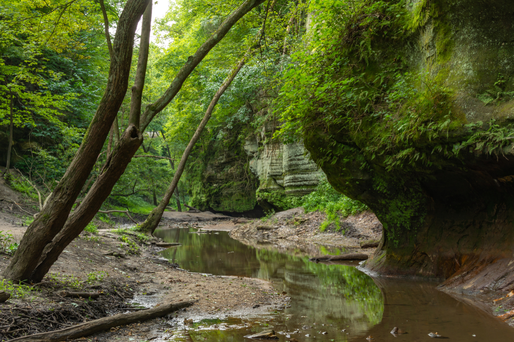 A stream running through a rocky canyon in a densely wooded area. The rocks are covered in moss and ferns. One of the coolest places for hiking in Illinois. 