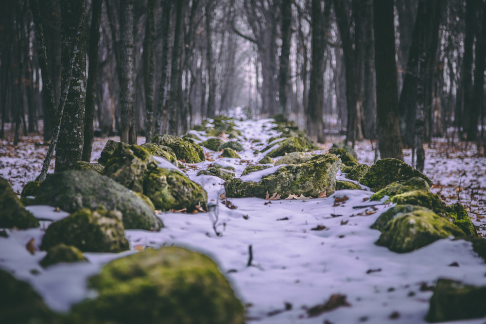 A rocky path leading through a snowy woods with tall trees either side. 