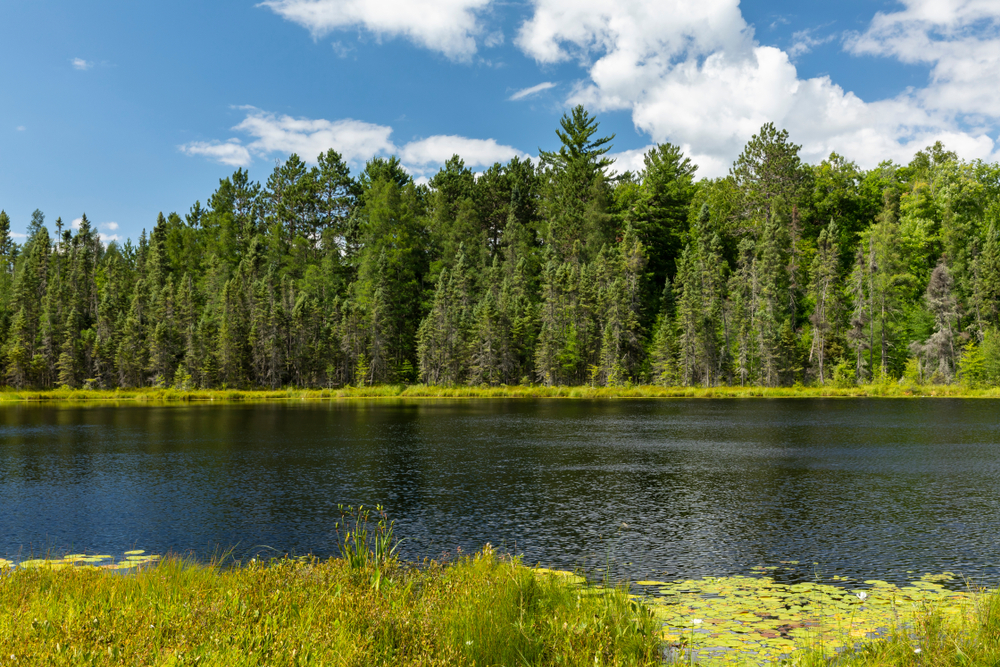 View across the blue Loon Lake to green trees while hiking in Minnesota.