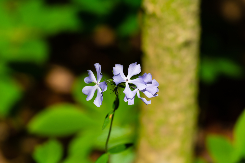small purple wild flower with blurred background of greenery.