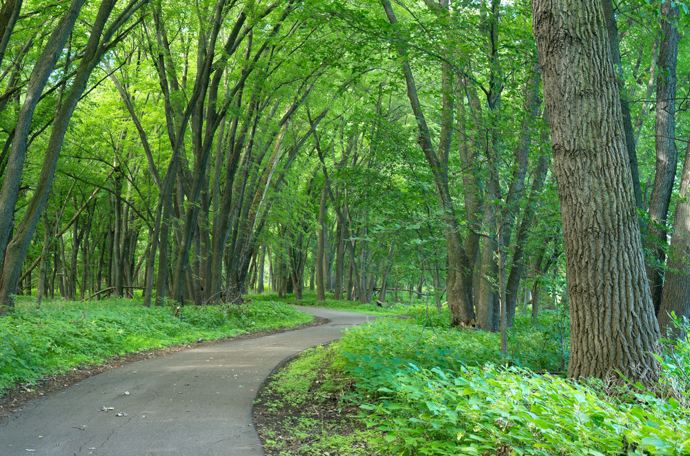 Paved path winding through the vivid green forest at Crosby Farm Regional Park.