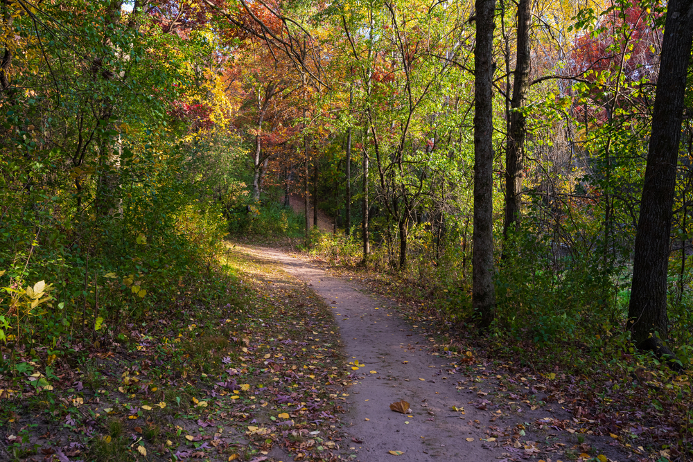 Shady dirt path through the woods with fall foliage.