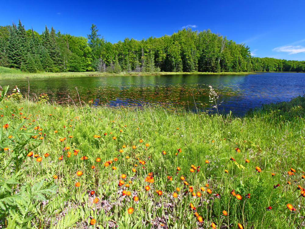 A lake with trees in the background and wildflowers in the foreground. 