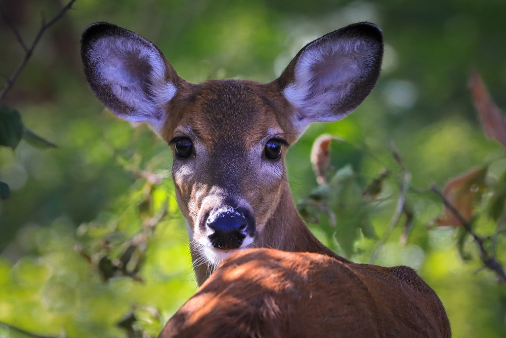 Deer turning head looking at camera with trees in the background  