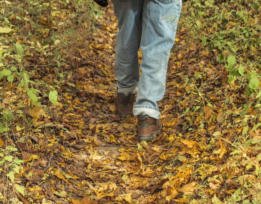 Partial view of a man walking along a path covered with wilted leaves; fall in the Midwest. In an article about hiking in Missouri 