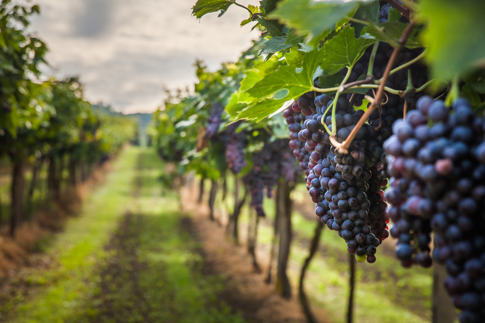 A close up of grapes on a vine similar to ones in wineries in Ohio