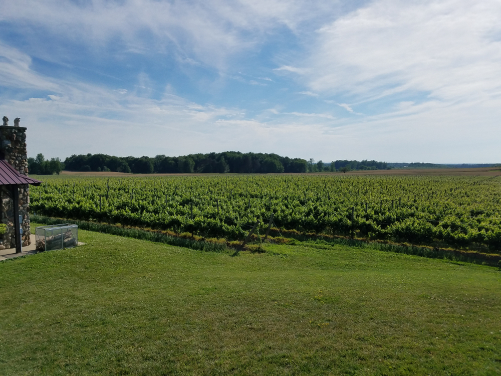 A small field of grape vines