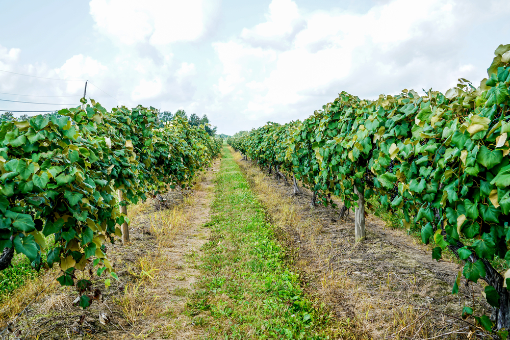 Looking down a row of grape vines with green leaves