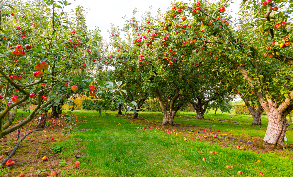 Rows of an apple orchard, similar to one you'll find when looking for things to do in Grand Rapids. 