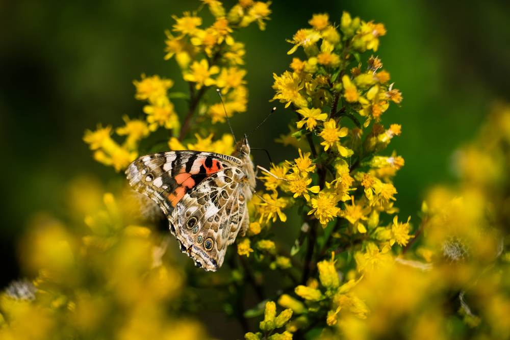 A grey, brown, and orange butterfly on a shrub that has tons of small yellow flowers. 