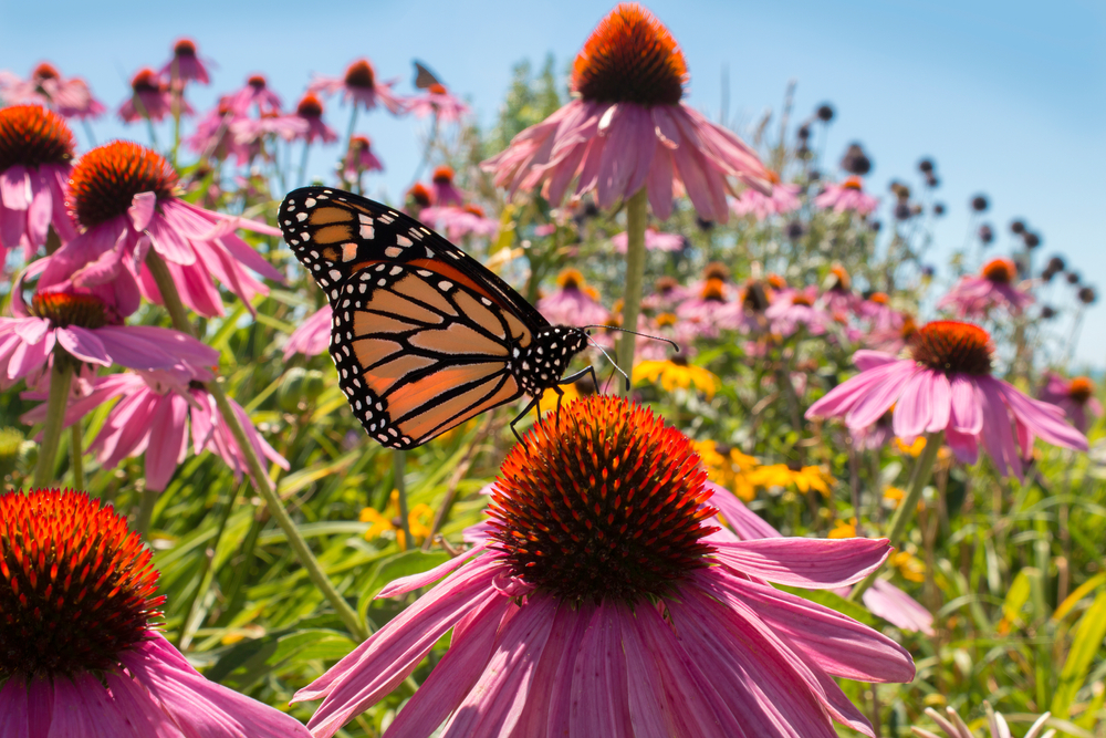 A garden with Purple Coneflower and Brown Eyed Susan flowers. On top of one of the flowers is a monarch butterfly. 