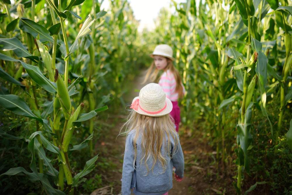 Two young girls walking through a corn maze on a sunny day. 