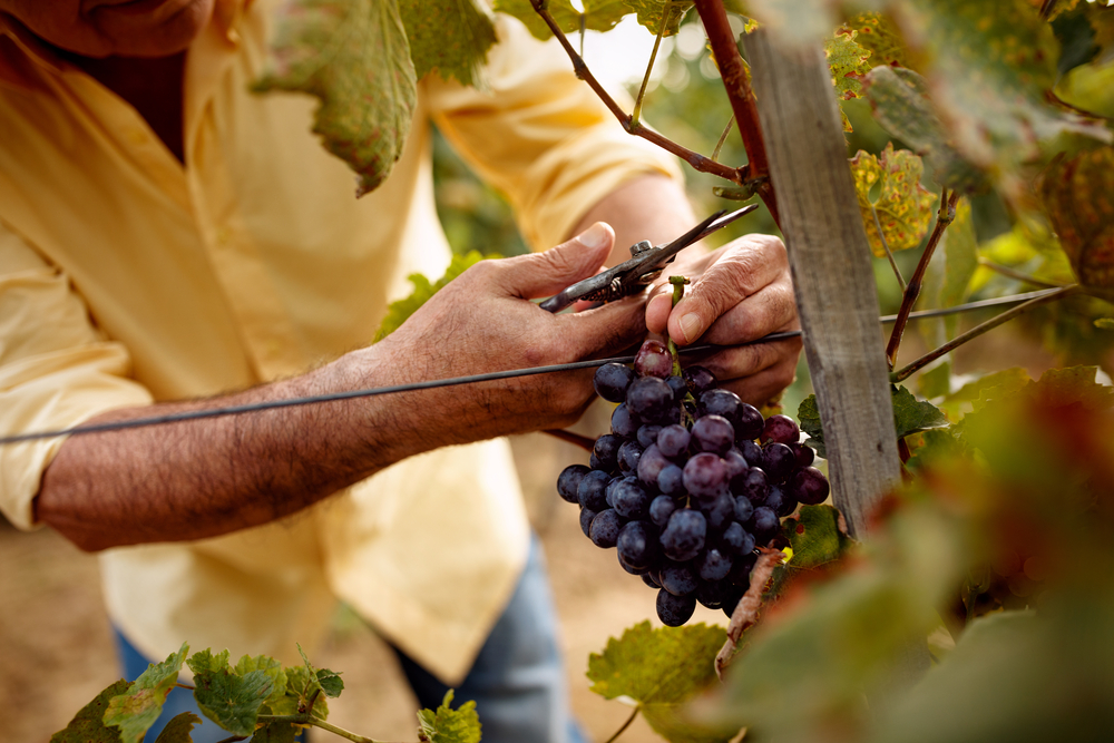 A close up of a person cutting grapes off of a vine