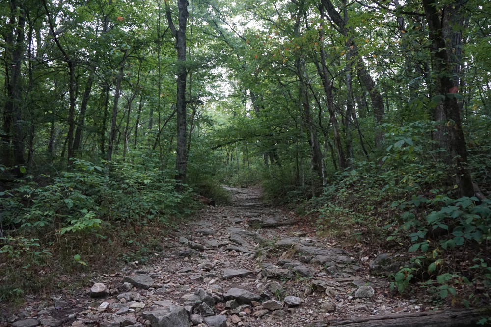 Part of the Devil's Icebox Trail. It is a bit rocky and surrounded by a dense forest. 