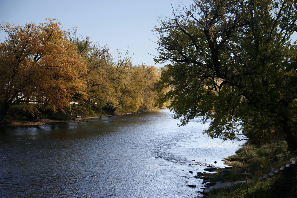 Small creek surrounded by trees