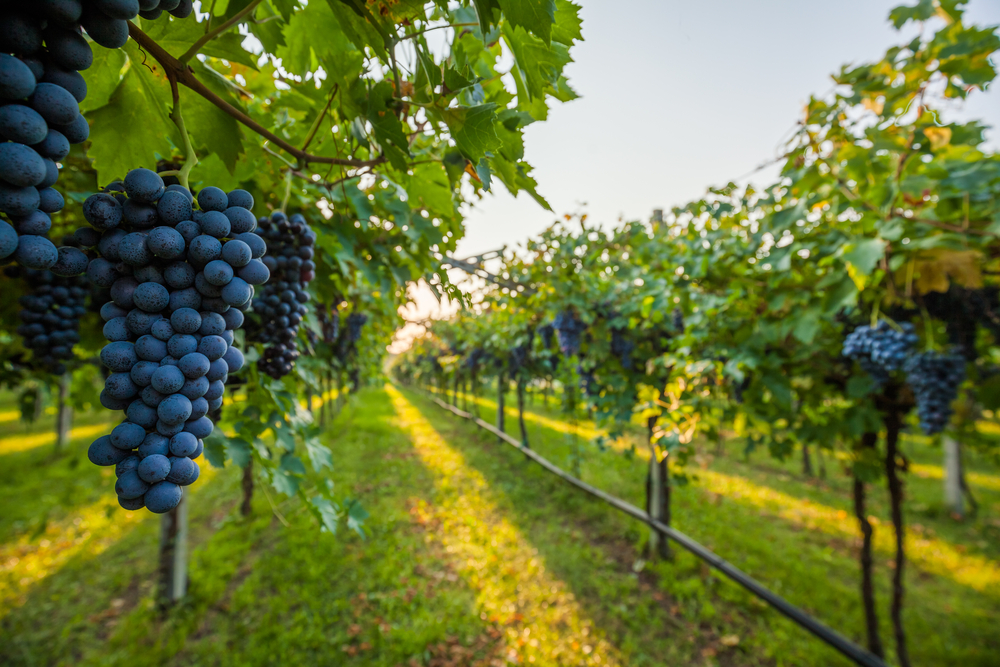 A closeup of purple grapes on the vine