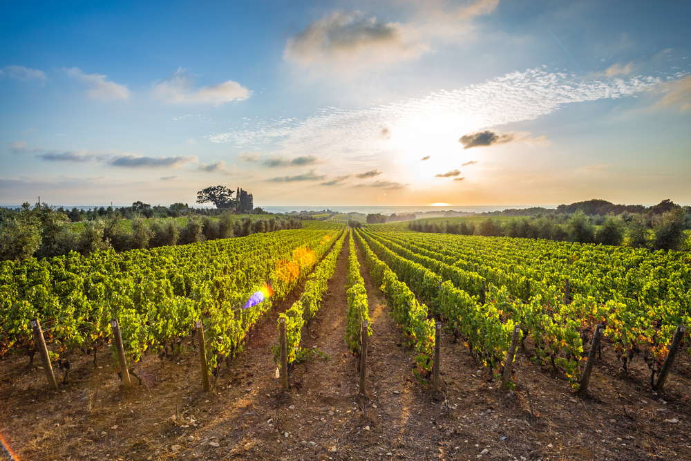 Neat rows in a vineyard like one you'll find at wineries in Ohio as the sun is setting