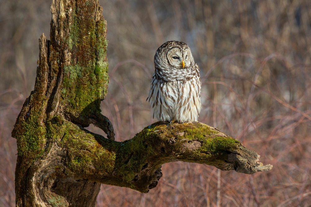 A Barred Owl sitting on a log with moss growing on it. 