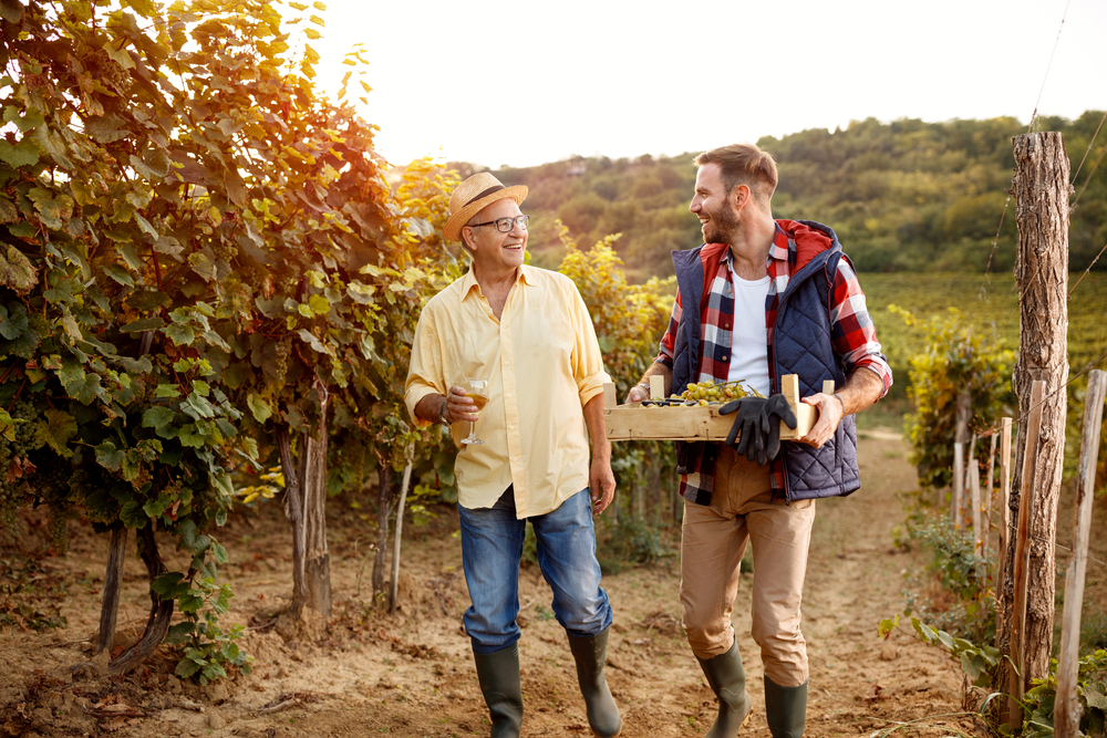 Two people walking in a vineyard drinking wine and cutting grapes