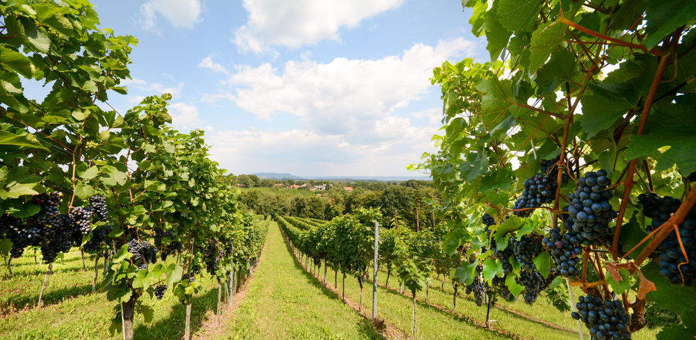 Rows of grape vines in a vineyard used for wineries in Ohio