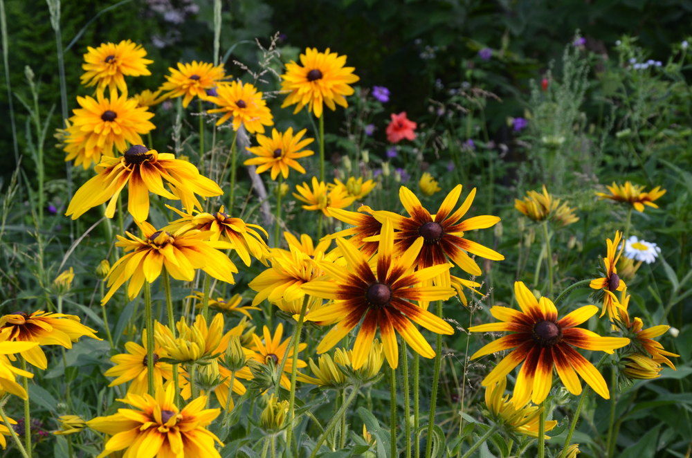 Yellow, purple, red, and white flowers in a garden. 