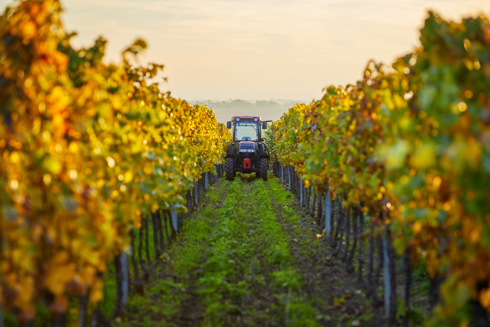 A tractor going down a row at a vineyard as the sun is setting