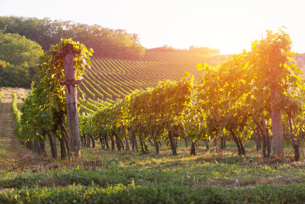 The sun setting over a large vineyard similar to wineries in Ohio