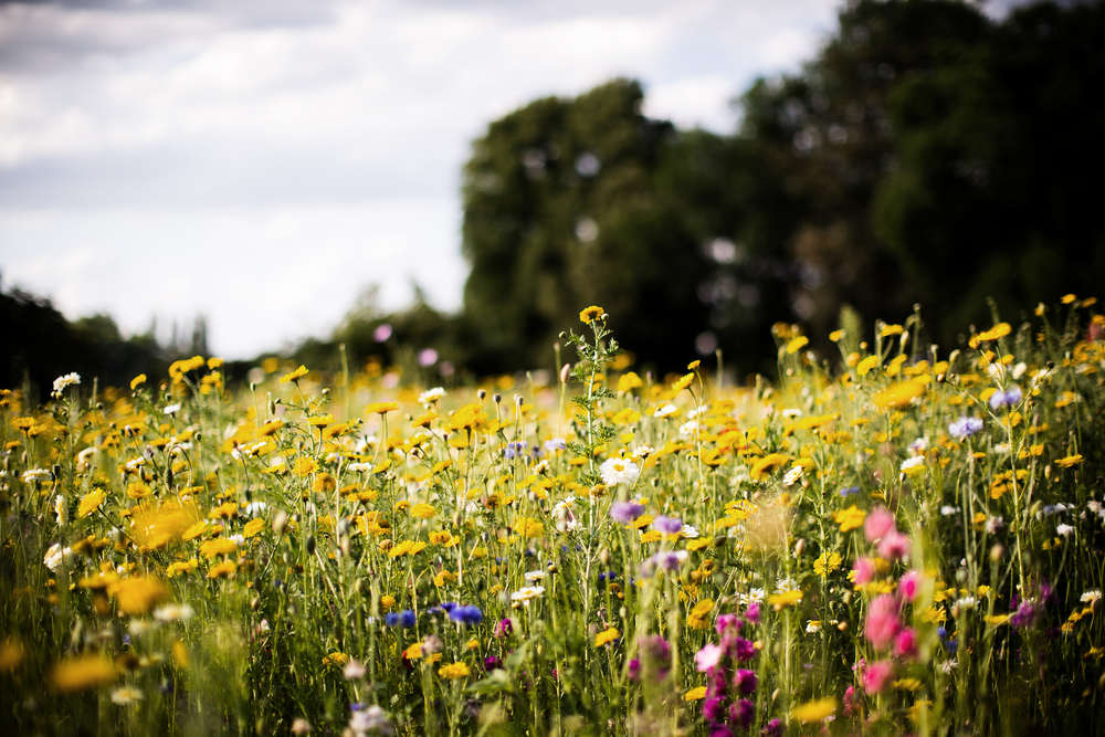 A close up image of white, purple, yellow, and pink wildflowers in a field. 