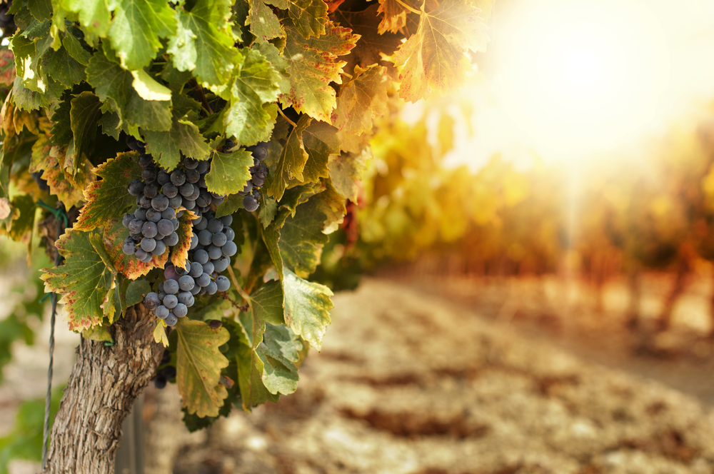 Red grapes hanging on the vine in an Indiana vineyard at sunset.  